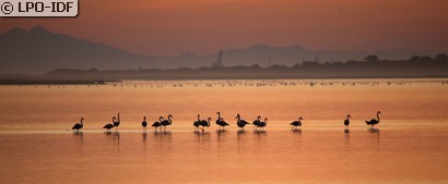 Flamant rose