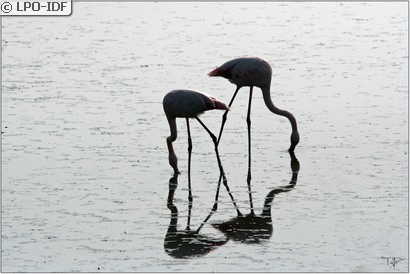 Flamant rose