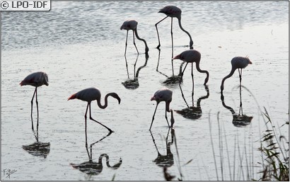 Flamant rose