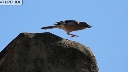 Geai des chênes