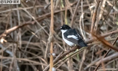 Gobemouche noir