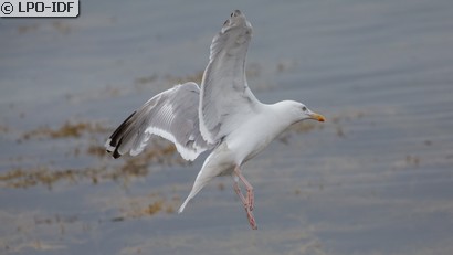 Goéland argenté