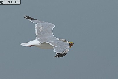 Goéland argenté