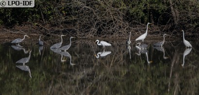 Grande Aigrette