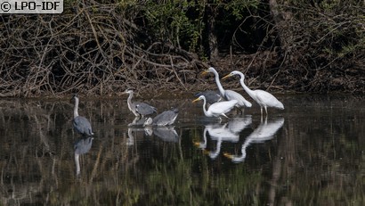 Grande Aigrette