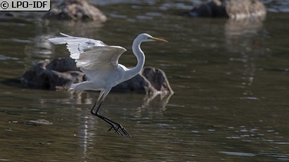 Grande Aigrette
