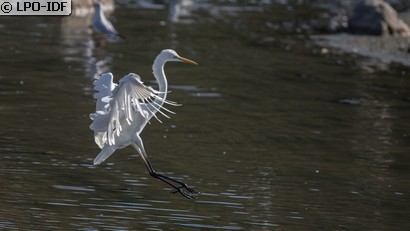 Grande Aigrette