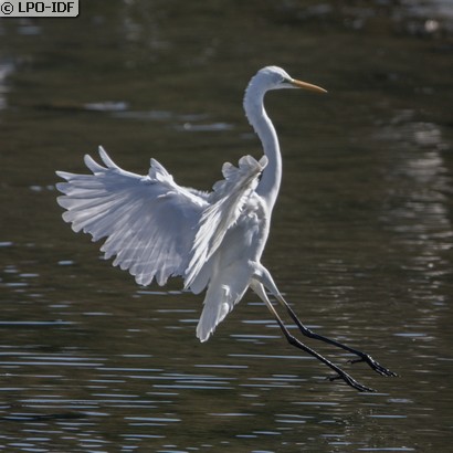 Grande Aigrette