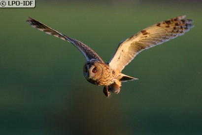Hibou moyen-duc