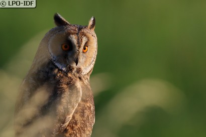 Hibou moyen-duc