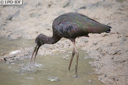 Ibis falcinelle
