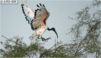 Ibis sacré