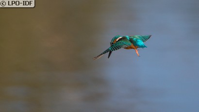 Martin-pêcheur d'Europe
