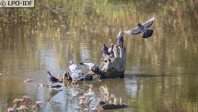 Pigeon biset