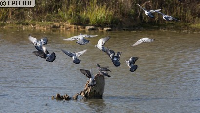 Pigeon biset