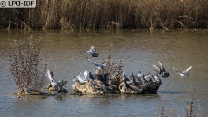 Pigeon biset