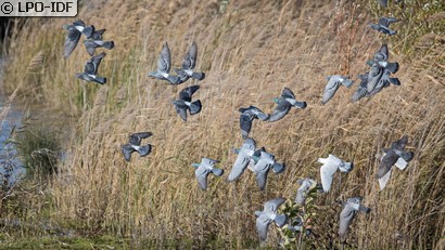 Pigeon biset