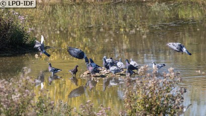 Pigeon biset