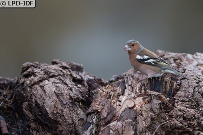 Pinson des arbres