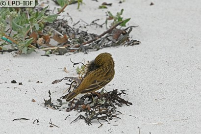 Pipit farlouse