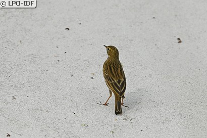 Pipit farlouse
