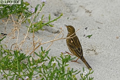 Pipit farlouse