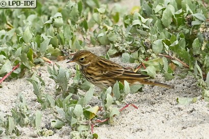 Pipit farlouse