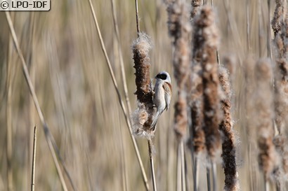 Rémiz penduline