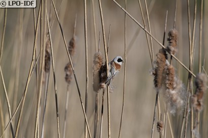 Rémiz penduline