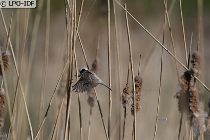 Rémiz penduline