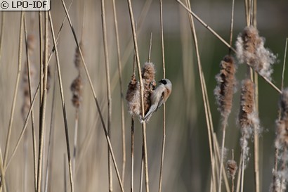 Rémiz penduline