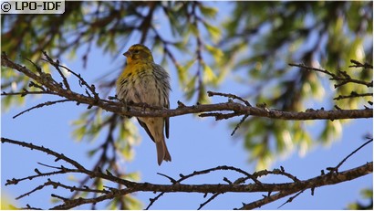 Serin cini