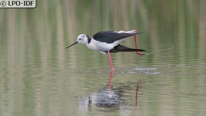 Échasse blanche