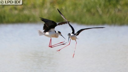 Échasse blanche