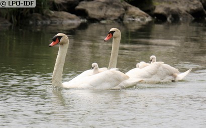 Cygne tuberculé