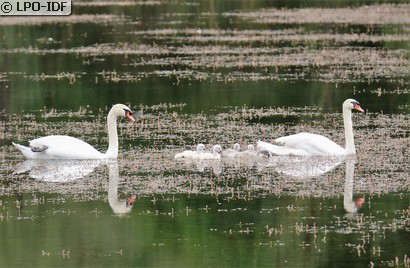 Cygne tuberculé