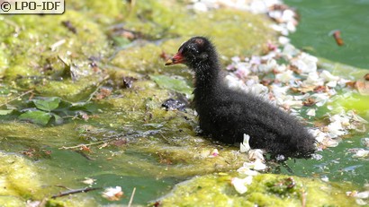 Gallinule poule-d'eau