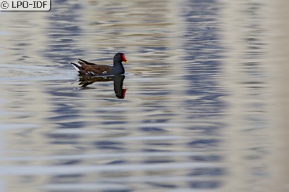Gallinule poule-d'eau