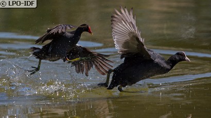 Gallinule poule-d'eau