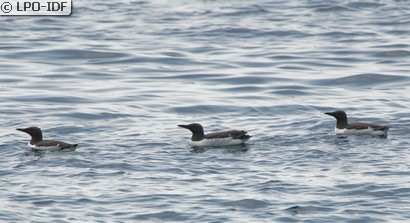 Guillemot de Troïl