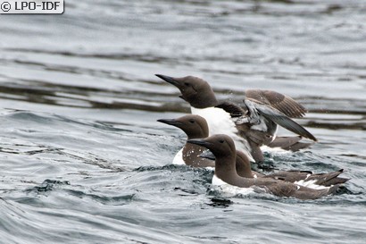 Guillemot de Troïl