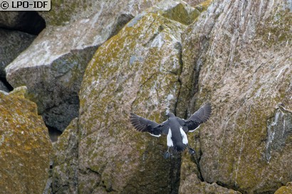 Guillemot de Troïl