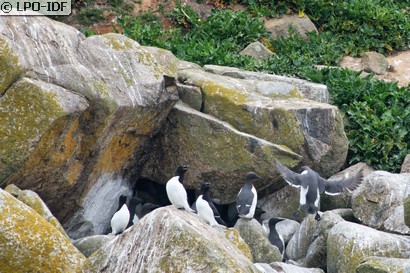 Guillemot de Troïl