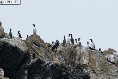 Guillemot de Troïl