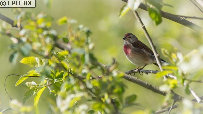 Linotte mélodieuse