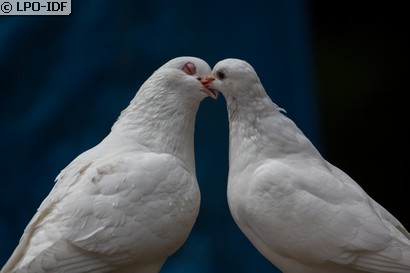 Pigeon biset