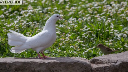 Pigeon biset