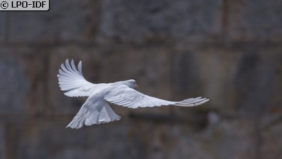 Pigeon biset
