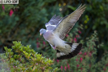 Pigeon ramier
