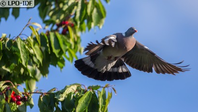 Pigeon ramier